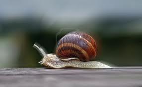 VELOCIDAD DE CARACOL