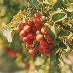 avellano planta curativa