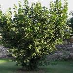 avellano planta curativa