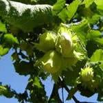 avellano planta curativa