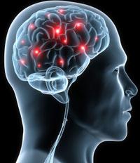 Hasta 12 áreas del cerebro podrían estar involucradas en el AMOR