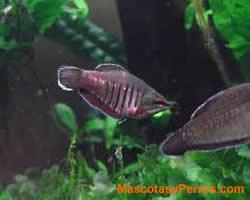 Peces Gourami Samurai