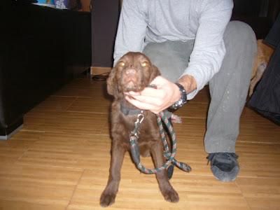 DICON, precioso braco de 5-6 meses - Arca Noé Córdoba