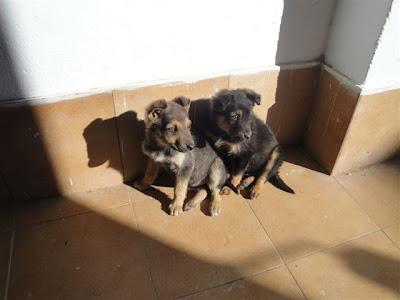TRES CACHORROS 1.5 MESES - SOS - SUPLICAMOS UNA ACOGIDA URGENTISIMA‏
