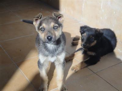 TRES CACHORROS 1.5 MESES - SOS - SUPLICAMOS UNA ACOGIDA URGENTISIMA‏