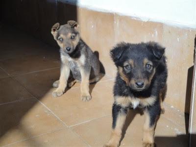 TRES CACHORROS 1.5 MESES - SOS - SUPLICAMOS UNA ACOGIDA URGENTISIMA‏