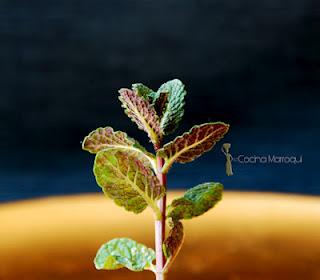 Ensalada tibia de habas frescas
