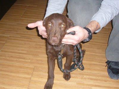 Dicon , un cachorrillo solo por la gran ciudad
