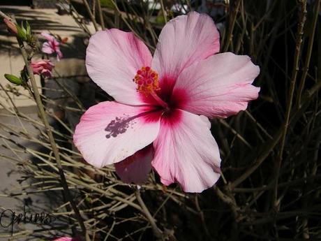 Esencias florales