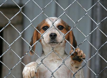 Ibiza pone fin a la eutanasia en el Centro de Recuperación Animal