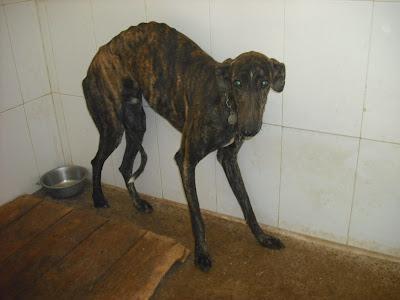 ¡SOS! EMERGENCIA GALGOS EN PERRERA JEREZ GESSER PELIGRO y uno pata rota sacrifican.