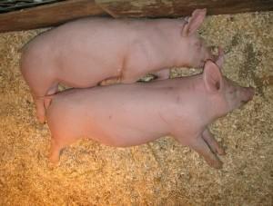 principio cerdito 300x227 La ecoeficiencia