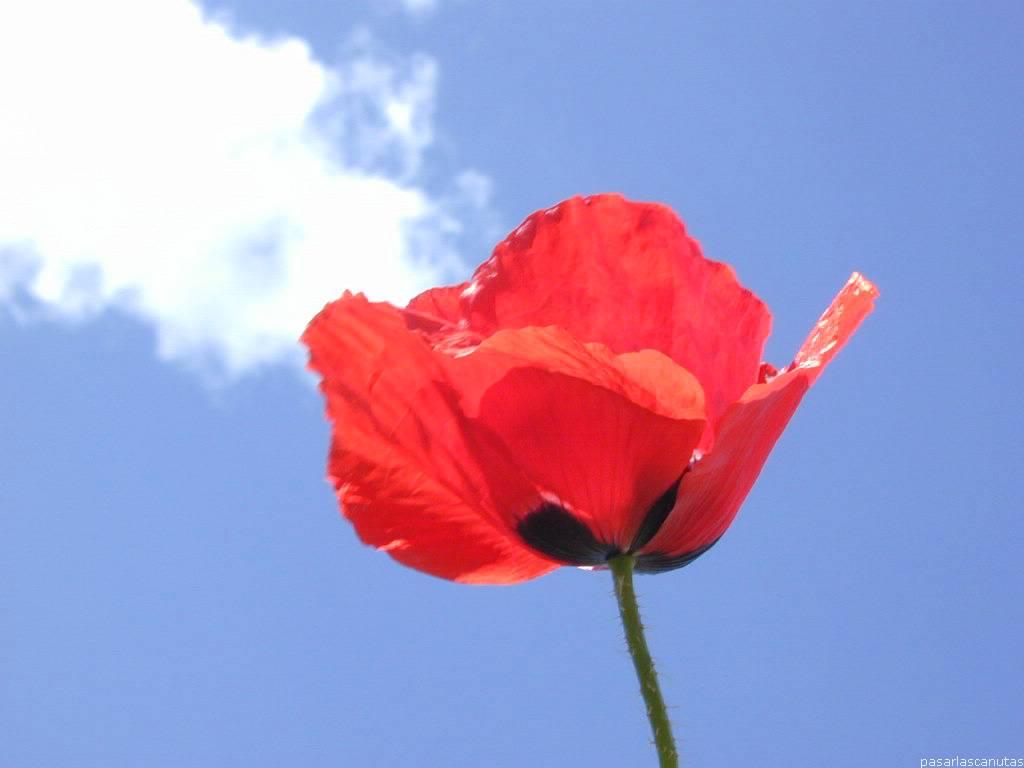 AMAPOLAS Y BESOS