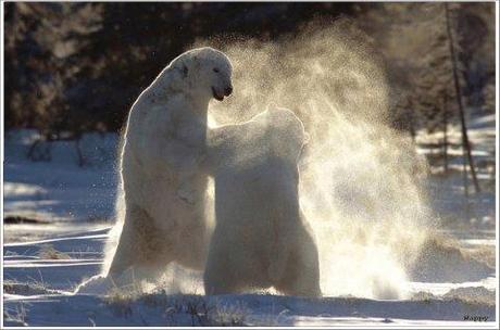 Impresionantes fotos de Norbert Rosing