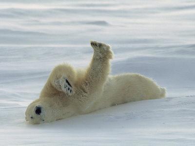 Impresionantes fotos de Norbert Rosing