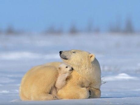 Impresionantes fotos de Norbert Rosing