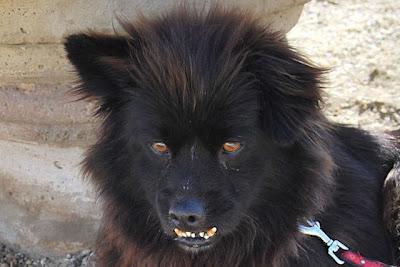 DARTAÑAN, MACHO DE 7.5 AÑOS. (ALMERIA)