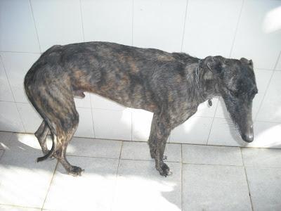 ¡¡ SOS!! 6 GALGOS PERRERA SACRIFICAN ESTA SEMANA VIERNES. (JEREZ)