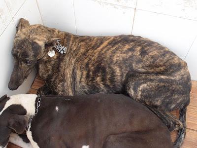 ¡¡ SOS!! 6 GALGOS PERRERA SACRIFICAN ESTA SEMANA VIERNES. (JEREZ)