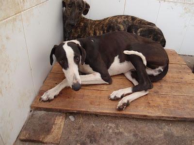 ¡¡ SOS!! 6 GALGOS PERRERA SACRIFICAN ESTA SEMANA VIERNES. (JEREZ)