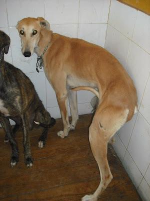 ¡¡ SOS!! 6 GALGOS PERRERA SACRIFICAN ESTA SEMANA VIERNES. (JEREZ)