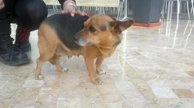 Perrita tamaño peke,  viejita y embarazadisima. MUY URGENTE!!