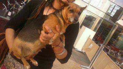 Perrita tamaño peke,  viejita y embarazadisima. MUY URGENTE!!