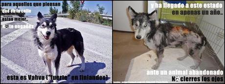 Una buena noticia, Vahva adoptada!!