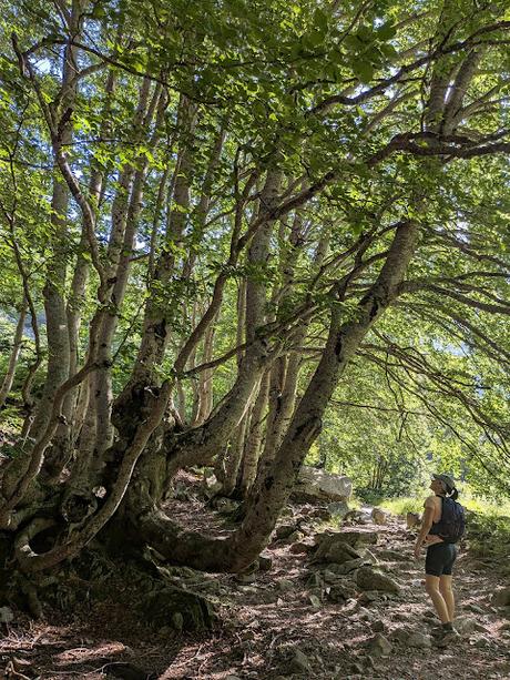 Ibones de Arriel y Respomuso desde la Sarra Ibones de Arriel y Respomuso desde la Sarra