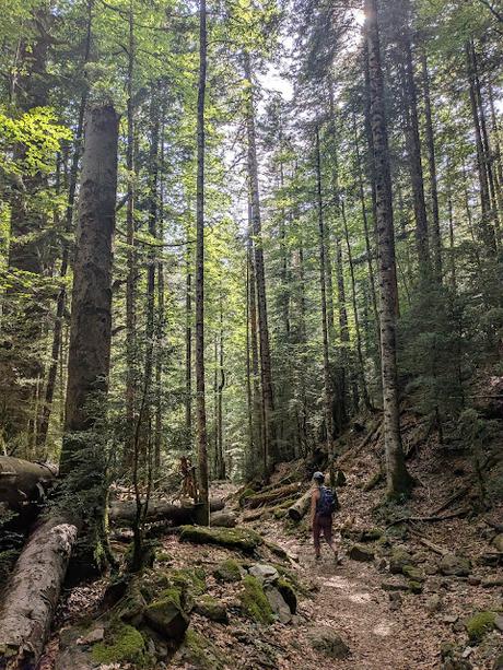 Faja de las Flores por Clavijas de Salarons y Cotatuero