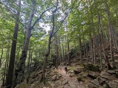 Faja de las Flores por Clavijas de Salarons y Cotatuero