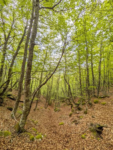 Picos Bodón y Cabañas desde Llamazares Picos Bodón y Cabañas desde Llamazares