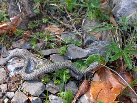 Picos Bodón y Cabañas desde Llamazares Picos Bodón y Cabañas desde Llamazares