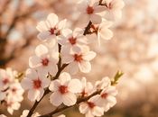 Florecer llegar: elegir cuidarte, otra