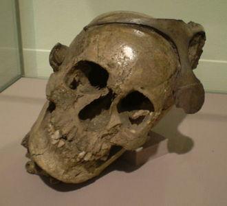 «Hijos de la luna», de José Zoilo «Hijos de la luna», de José Zoilo