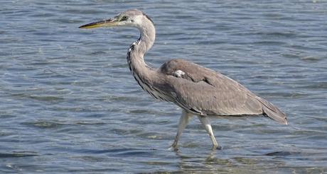 Santoña, capital del Bonito del Norte y la anchoa en Cantabria