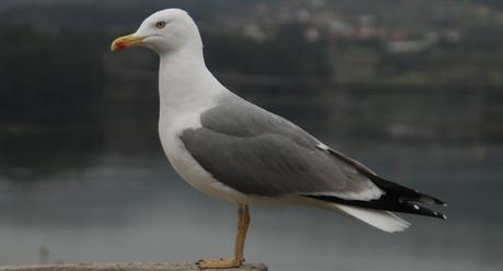Pueblos costeros para perderse en las Rías Altas de la costa coruñesa Pueblos costeros para perderse en las Rías Altas de la costa coruñesa