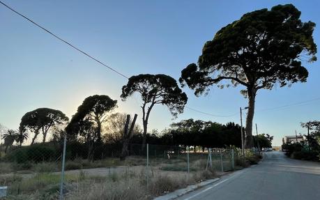 Los pinos centenarios de Churra se encuentran ahora en un entorno seco y humanizado, lo que repercute negativamente en su salud y supervivencia