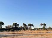 Eres viejo pinos Churra