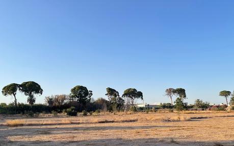 Los pinos centenarios de Churra (Murcia, España) son parte de la memoria colectiva y un pilar de nuestro entorno natural