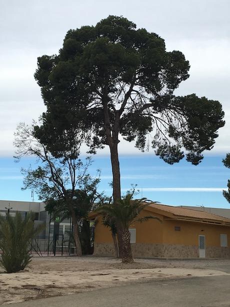 Ejemplar de gran valor ecológico situado en la urbanización La Ladera