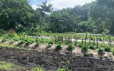 Suelos que atrapan emisiones: la revolución de la agricultura del carbono Suelos que atrapan emisiones: la revolución de la agricultura del carbono