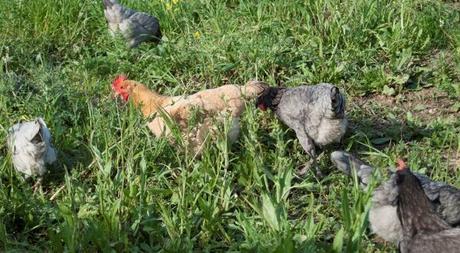 Suelos que atrapan emisiones: la revolución de la agricultura del carbono La cría de animales se une en la Agricultura Regenerativa