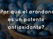 ¿Por arándano potente antioxidante?