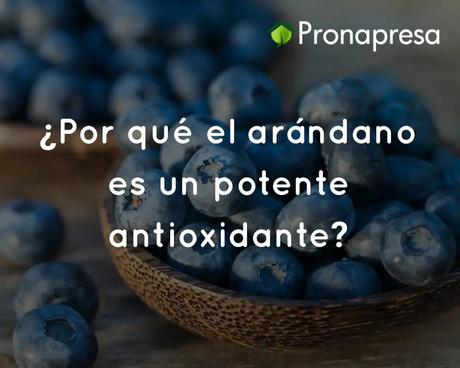 ¿Por qué el arándano es un potente antioxidante?