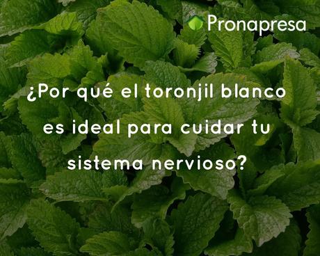 ¿Por qué el toronjil blanco es ideal para cuidar tu sistema nervioso?