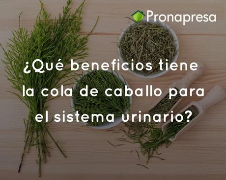 Beneficios de la cola de caballo para el sistema urinario