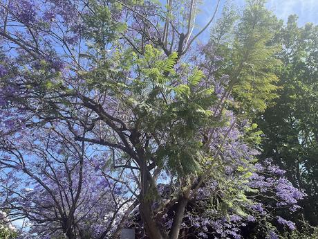 Día Mundial del Árbol: La regla 3-30-300