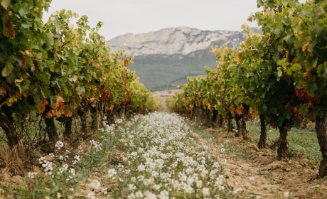 VINO, CULTURA Y PAISAJE: PLANES PARA UN FIN DE SEMANA VINO, CULTURA Y PAISAJE: PLANES PARA UN FIN DE SEMANA