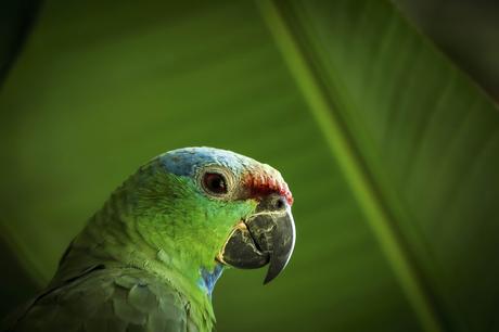 Amazonía Vital para nuestro planeta y toda la humanidad